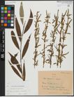 Foto von Salix alba subsp. vitellina (L.) Arcang. x Salix babylonica L.
